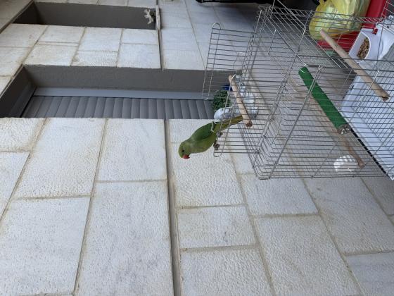 דררה למכירה האכלת יד