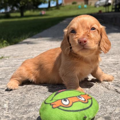 גור דקל (Dachshund) מקסים