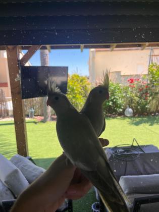 גרינציקים וקוקוטלים האכלת יד מטובעים