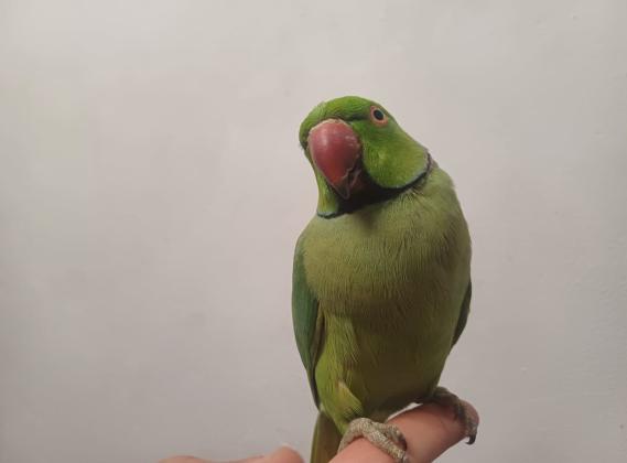 תוכי דררה לא נושך האכלת יד עם כתר בצוואר