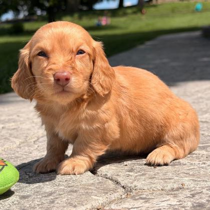 גור דקל (Dachshund) מקסים