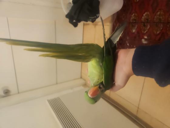 למכירה אלכסנדרין חברותית טהורה ענקית