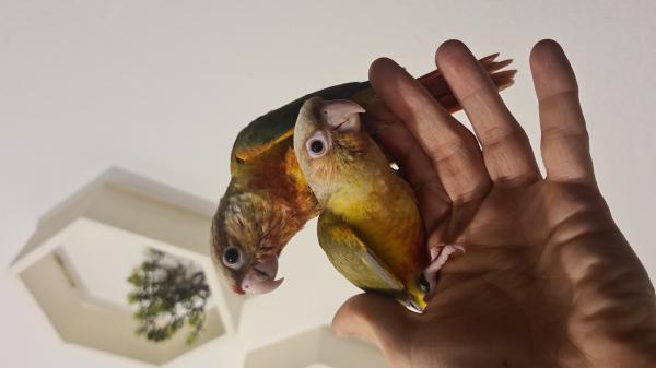 גרינציקים האכלת יד מוחתמים ברמה