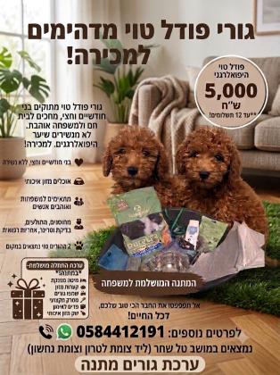 גורי פודל טוי מתוקים למכירה!