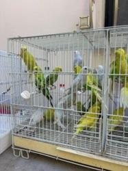 40 תוכונים בריאים ויפים איזור המרכז