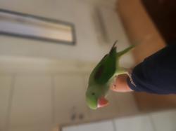 למכירה אלכסנדרין חברותית טהורה ענקית