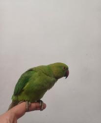 תוכי דררה האכלת מטופח ויפה