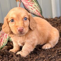  גור דקל (Dachshund) מקסים