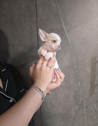 גור צ'וואווה ננסי ראש תפוח,