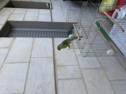 דררה למכירה האכלת יד