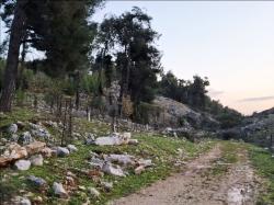 עין זיתים 1