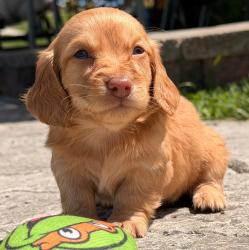  גור דקל (Dachshund) מקסים