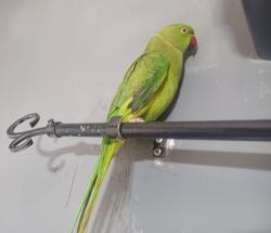 תוכי דררה האכלת יד לא נושך
