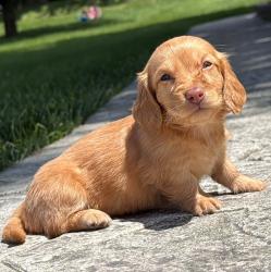  גור דקל (Dachshund) מקסים