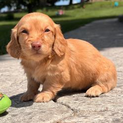  גור דקל (Dachshund) מקסים