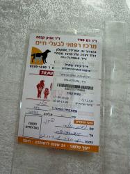 חצי פקינז חצי שיאצו בן 8 חודשים