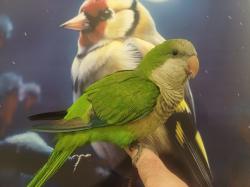 תוכי קווקאר האכלת יד חמוד מאוד לא נושך
