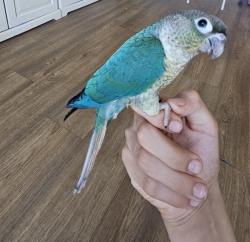 2 גרישקים האכלת יד יפים