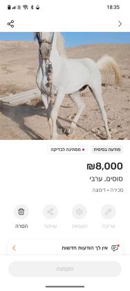 סוס מהמם נקי מחוסן