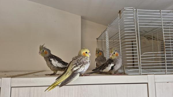 4 קוקטיילים בני חצי שנה