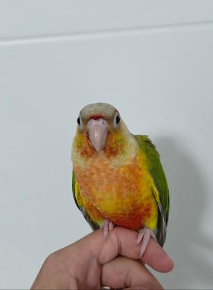 גוזל גרינצ'יק אננס ​• נקבה,