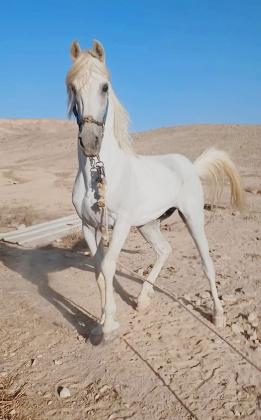 סוס מהמם נקי מחוסן