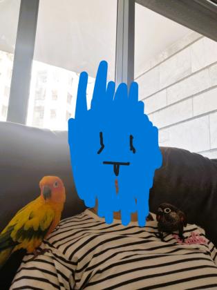 תוכי קוניור שמש למכירה