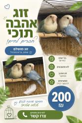 זוג תוכי אהבה בני שנה