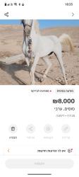 סוס מהמם נקי מחוסן