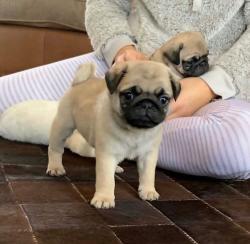 מחפשים בן לוויה אוהב, שובב