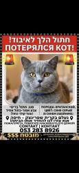 בריטי צבע אפור/כחול