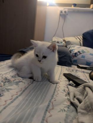 שילוב מיוחד: British Shorthair +