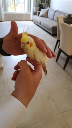 למכירה קוקטייל מרהיב ממוטציית לוטיינו