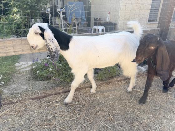 2 נקבות חברותיות, מעולות לילדים