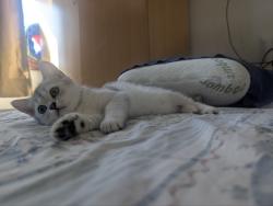 שילוב מיוחד: British Shorthair +