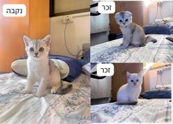 שילוב מיוחד: British Shorthair +
