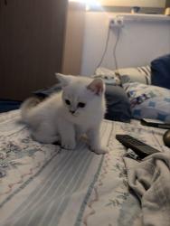 שילוב מיוחד: British Shorthair +