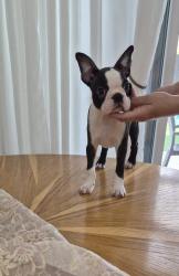 Boston terrier עם תעודות יוחסין