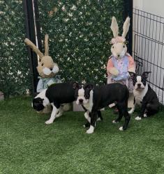 Boston terrier עם תעודות יוחסין