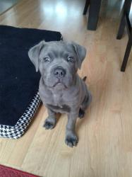 כלבי קיין קורסו (Cane Corso)