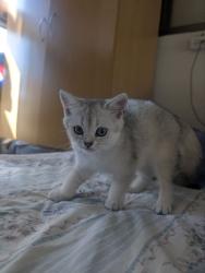 שילוב מיוחד: British Shorthair +