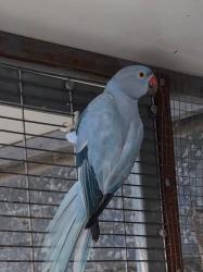 זוג דררות צעירים במופעים יפים