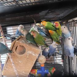 ציפורי אהבה בצבעים נדירים ומיוחדים