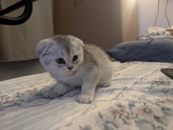 שילוב מיוחד: British Shorthair +