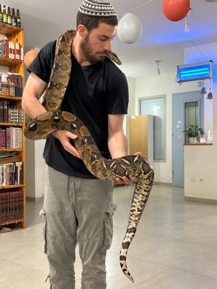 בואה אימפרטור בוגרת נקבה בדוקה בת 5