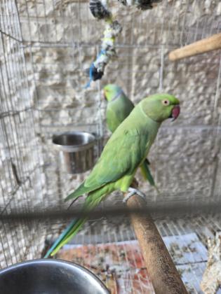 זוג דררות בוגר 250 שח לשניהם יחד