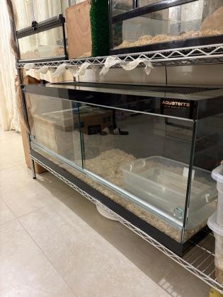 בואה אימפרטור בוגרת נקבה בדוקה בת 5