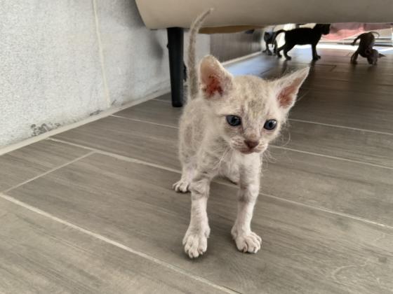 גור ספינקס בראש (Brush) מיוחד