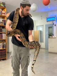 בואה אימפרטור בוגרת נקבה בדוקה בת 5