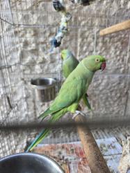 זוג דררות בוגר 250 שח לשניהם יחד